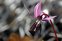 Erythronium dens-canis
